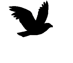 Flying raven 3